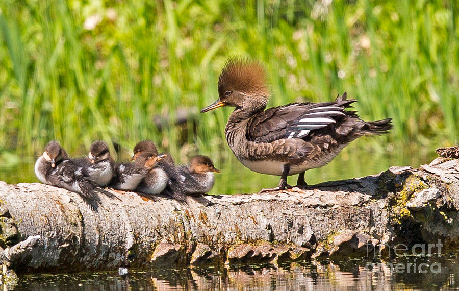 Hooded Merganser Family in Minnesota Photograph by Natural Focal Point Photography