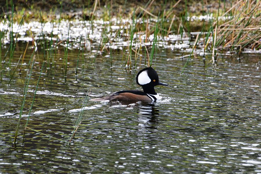 Hooded Merganser Hood Up Photograph by Don Columbus - Fine Art America