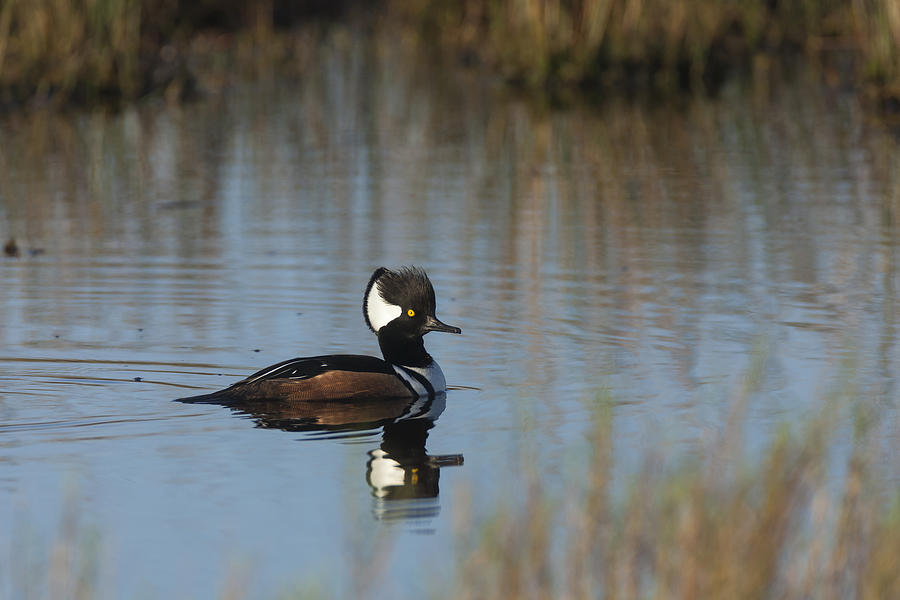Hooded Merganser in the early morning light Photograph by David Watkins