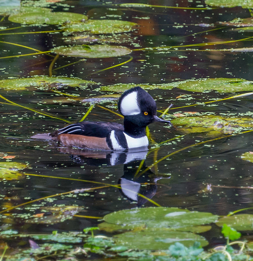 Hooded Merganser Photograph by Jerry Cahill