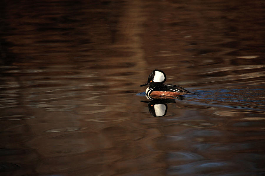 Duck Photograph - Hooded Merganser by Karol Livote