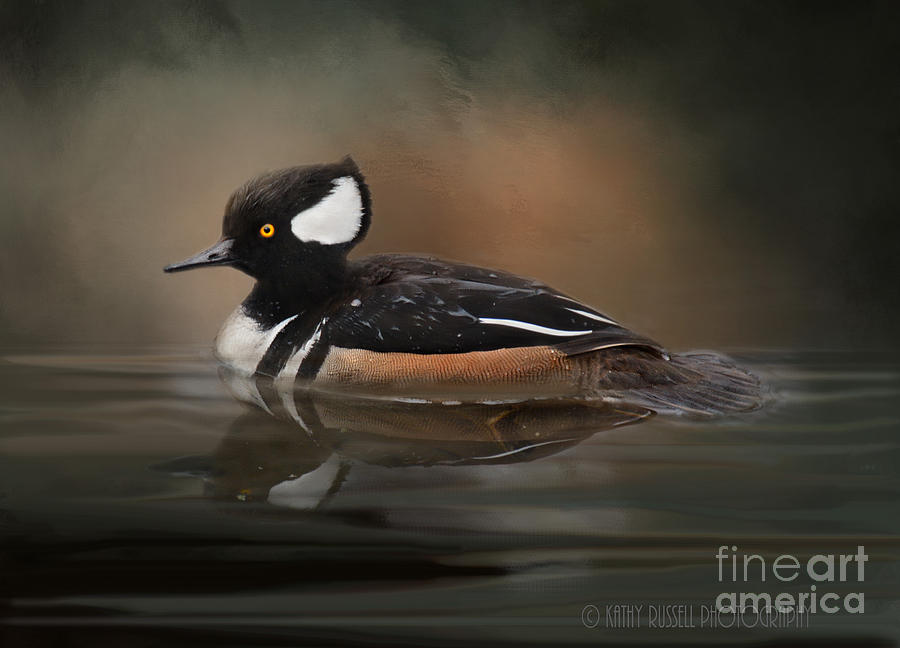 Hooded Merganser Photograph by Kathy Russell