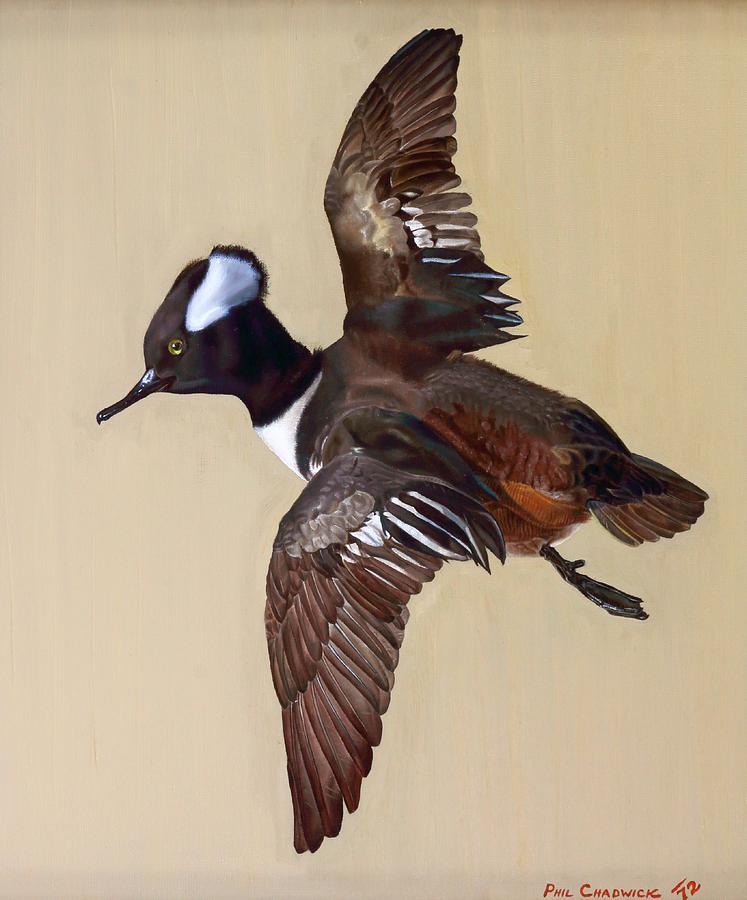 Hooded Merganser Painting by Phil Chadwick