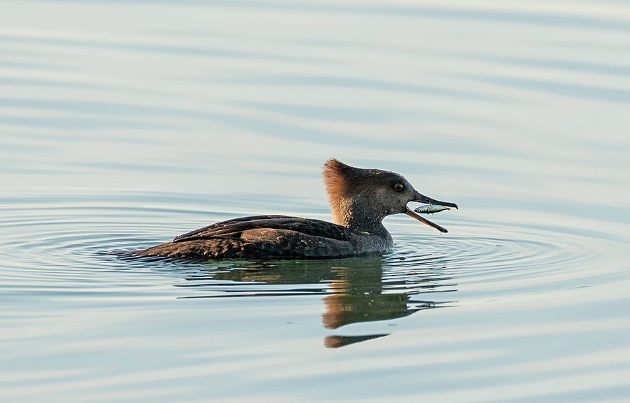 Hooded Merganser Playing with its Food Photograph by Loree Johnson