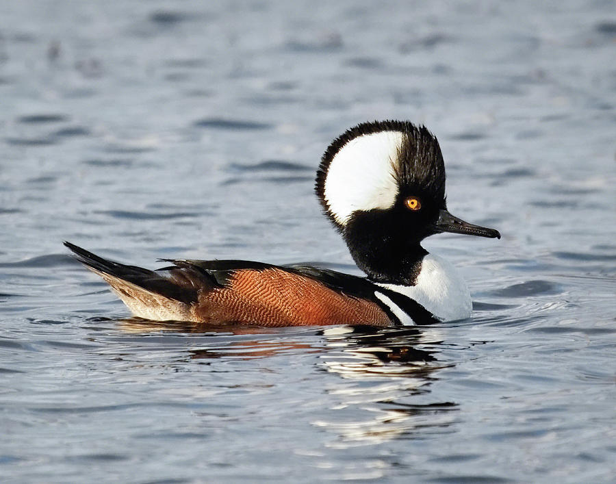 Hooded Merganser Profile Photograph by Dawn Currie