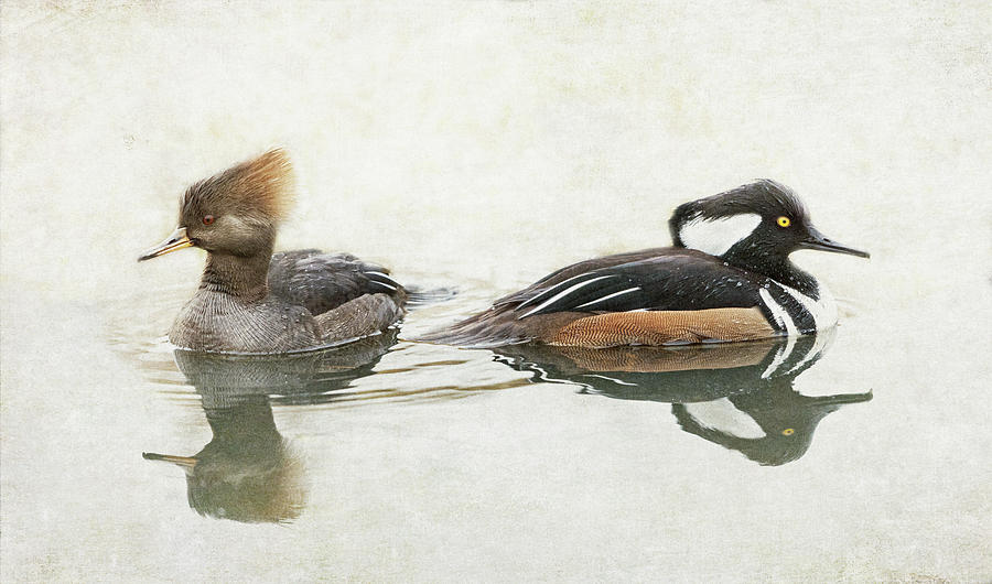 Hooded Mergansers Photograph by Angie Vogel