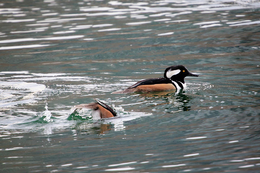 Hooded Mergansers Photograph by Gary Hall