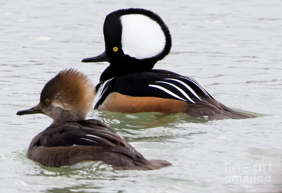 Canon Photograph - Hooded Mergansers by Ricky L Jones Canon Photograph - Hooded Mergansers by Ricky L Jones