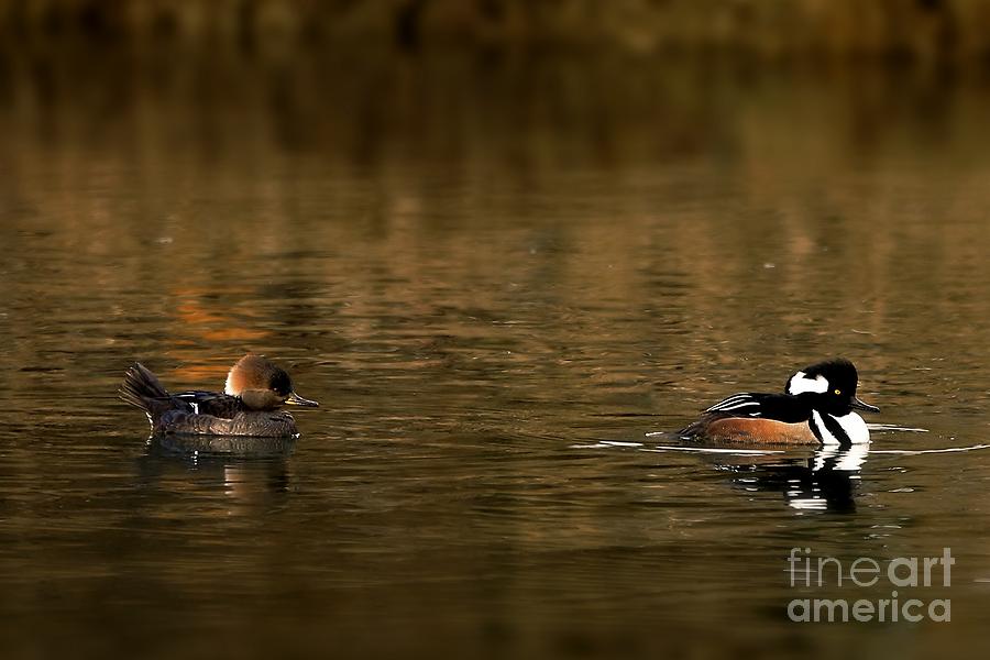 Hooded Mergansers Photograph by Sheila Ping