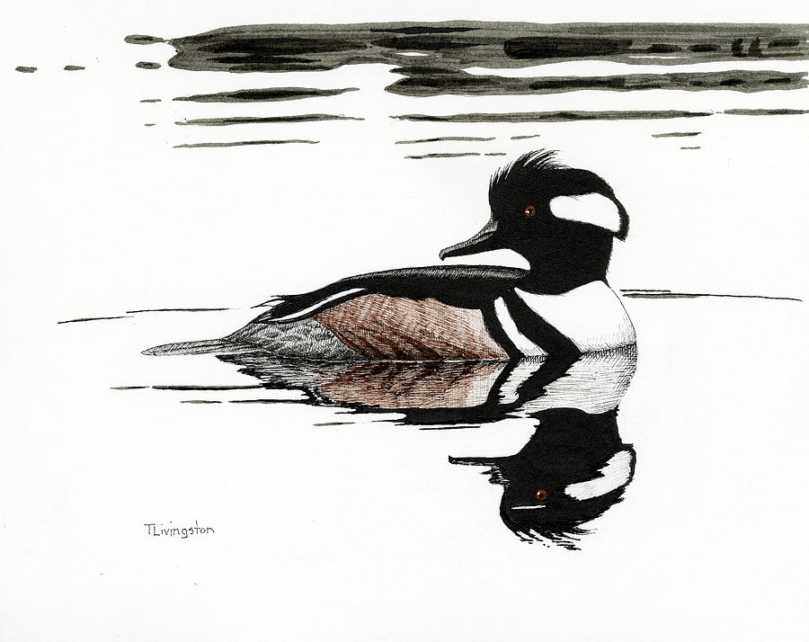 Hooded Merganzer Drawing by Timothy Livingston