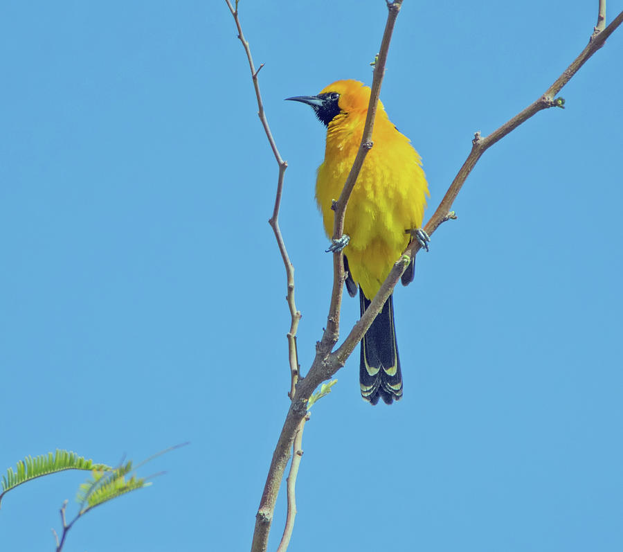Hooded Oriole 3086-032518-1cr Photograph by Tam Ryan