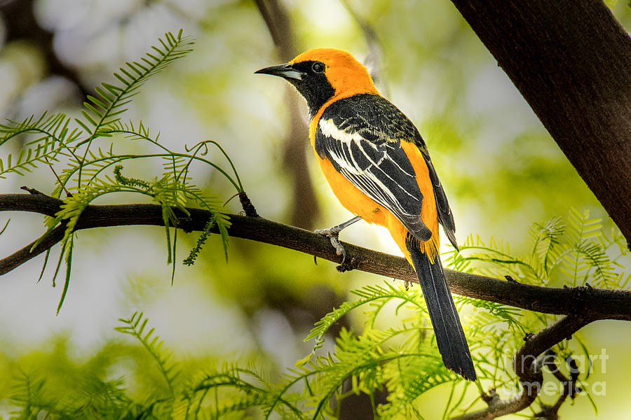 Hooded Oriole Photograph by Lisa Manifold