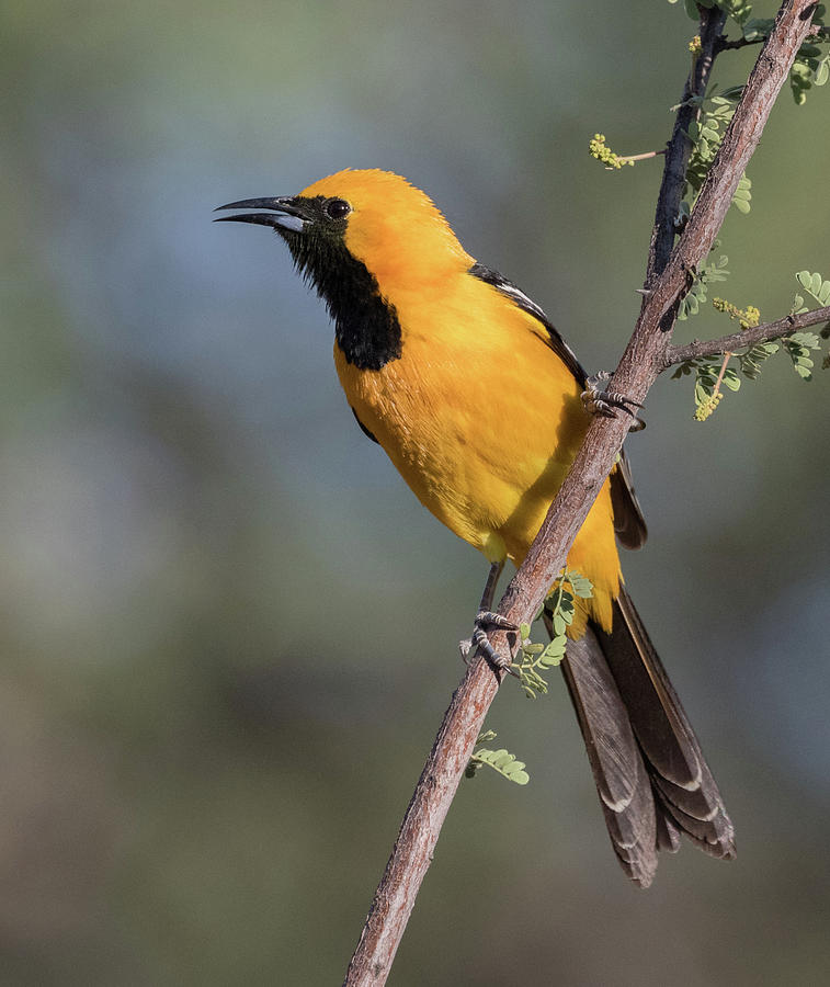 Hooded Oriole Male Photograph by Dee Carpenter