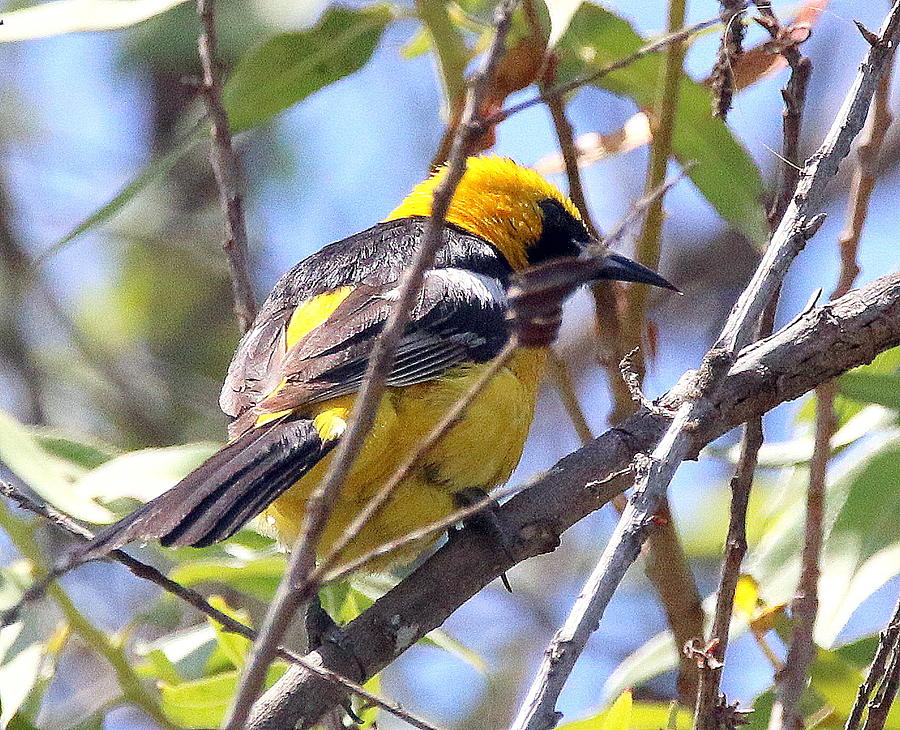 Hooded Oriole Photograph by Rob Wallace Images - Fine Art America