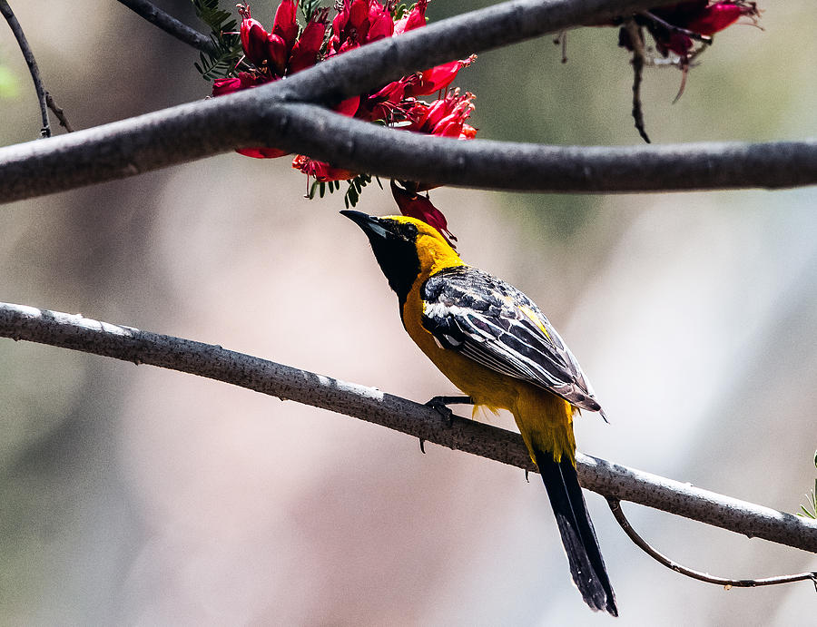 Hooded Oriole Photograph by Tam Ryan