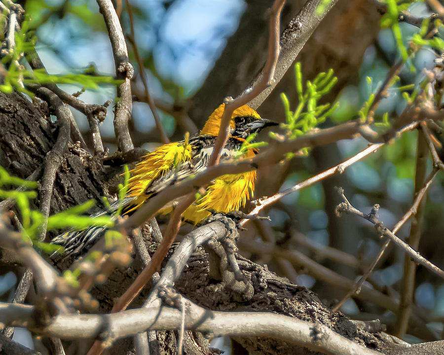 Hooded Oriole v1835 Photograph by Mark Myhaver