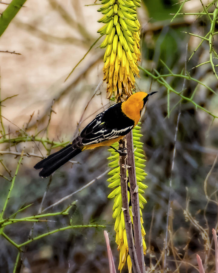 Hooded Oriole v1839 Photograph by Mark Myhaver