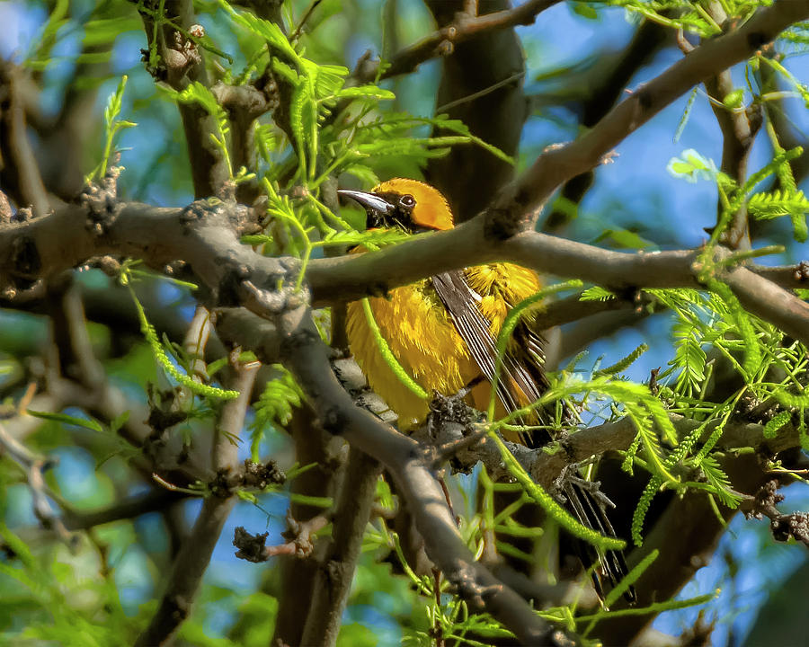 Hooded Oriole v1840 Photograph by Mark Myhaver