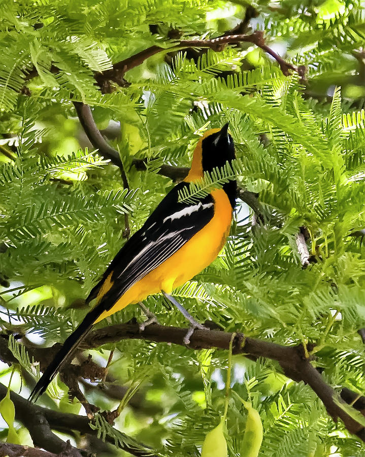Feather Photograph - Hooded Oriole v38 by Mark Myhaver