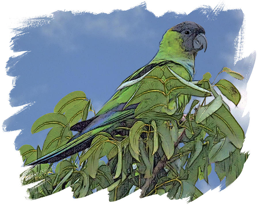 Parakeet Digital Art - Hooded Parakeet by Larry Linton