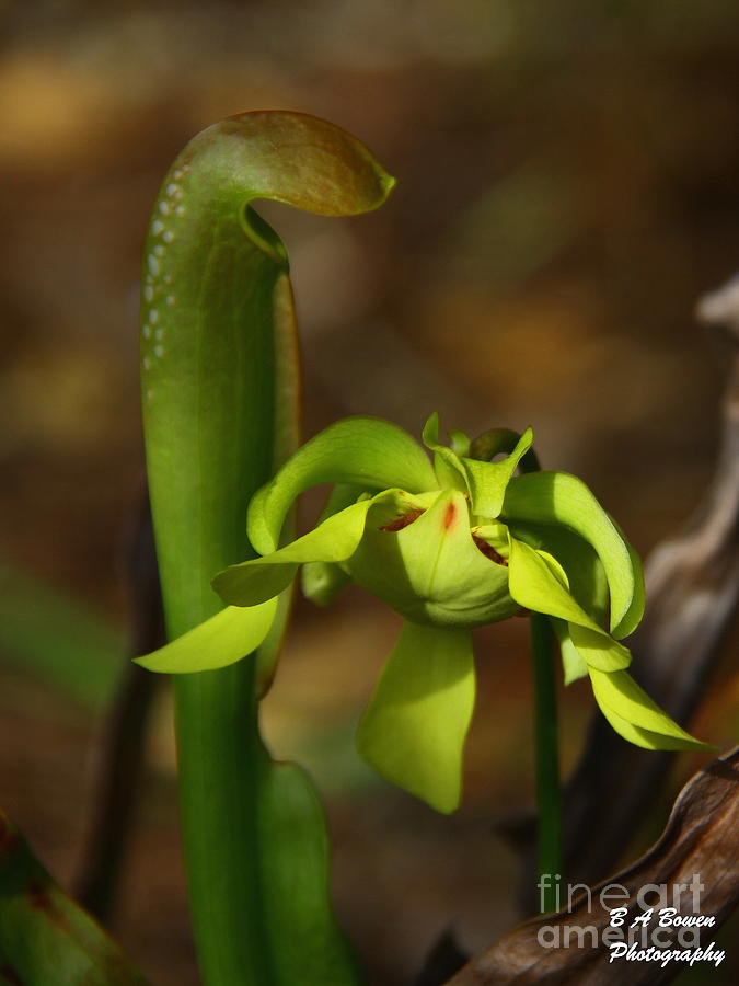 Hooded Pitcher Plant Photograph by Barbara Bowen