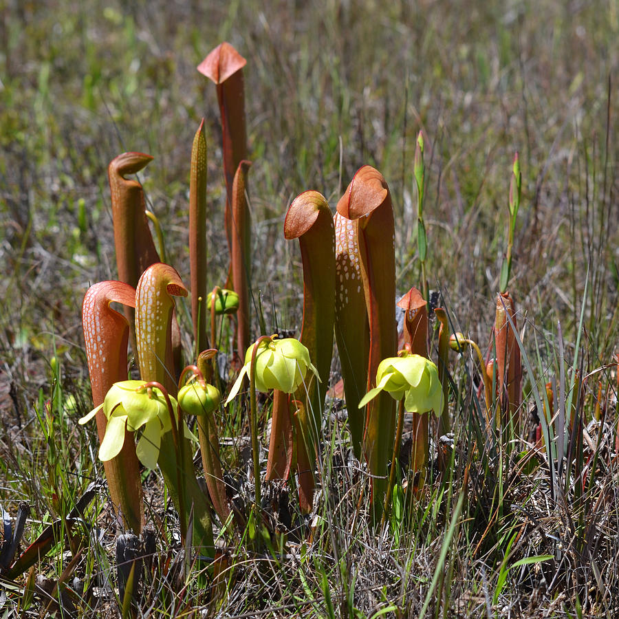 Hooded Pitcher Plant with Flowers Photograph by Roy Erickson - Fine Art ...