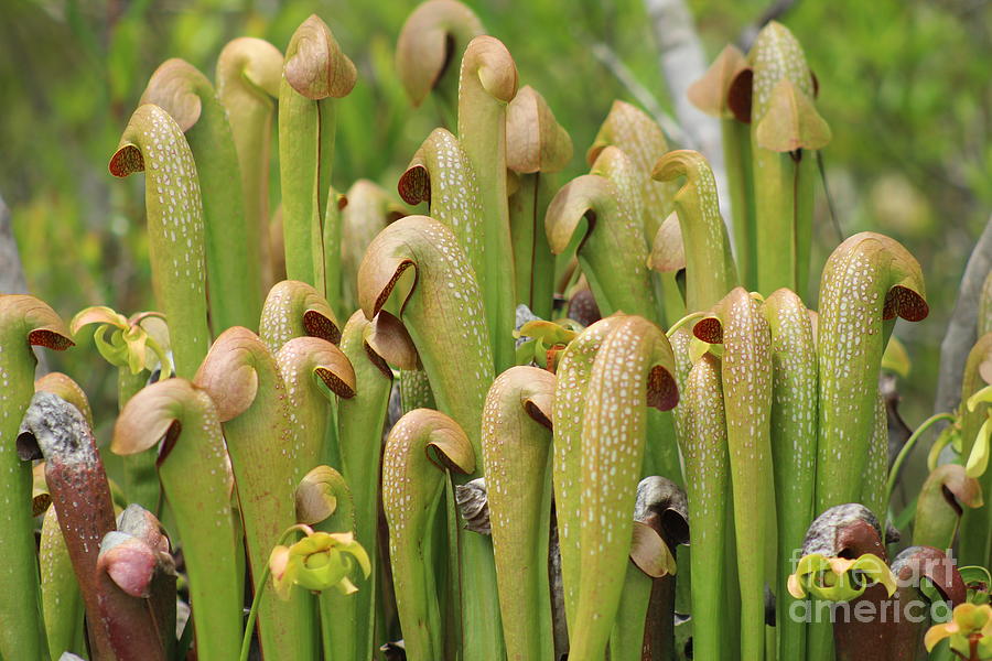 Flower Photograph - Hooded Pitcher Plants by Maili Page
