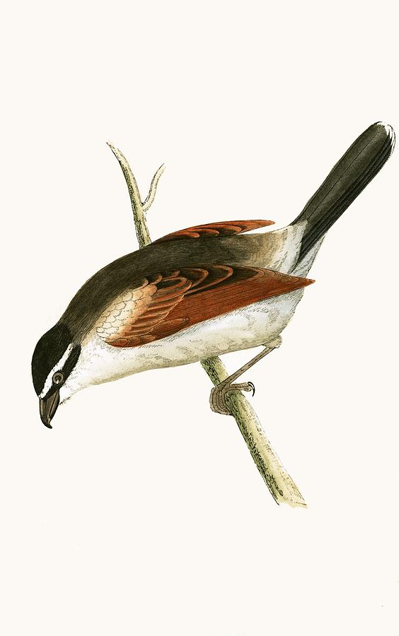 Bird Painting - Hooded Shrike by English School Bird Painting - Hooded Shrike by English School