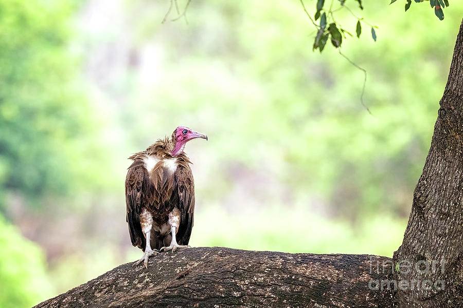 Hooded vulture Photograph by Jane Rix