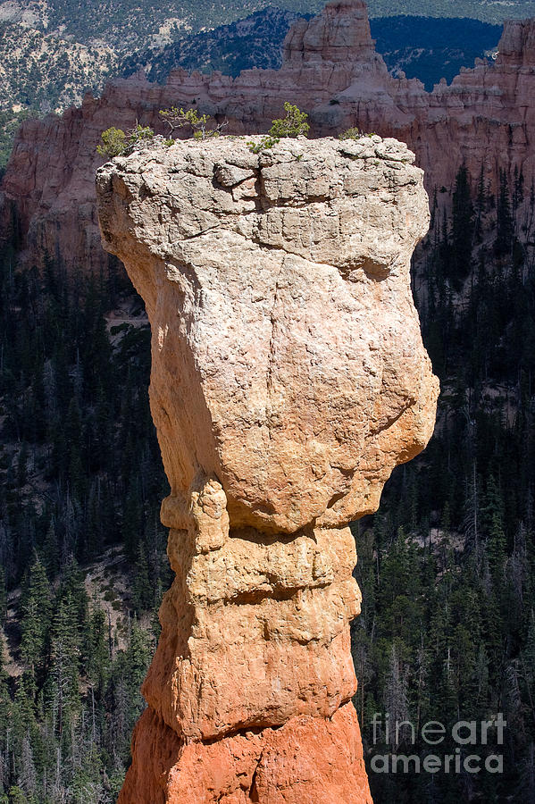 Nature Photograph - Hoodoo in Bryce Canyon by Louise Heusinkveld
