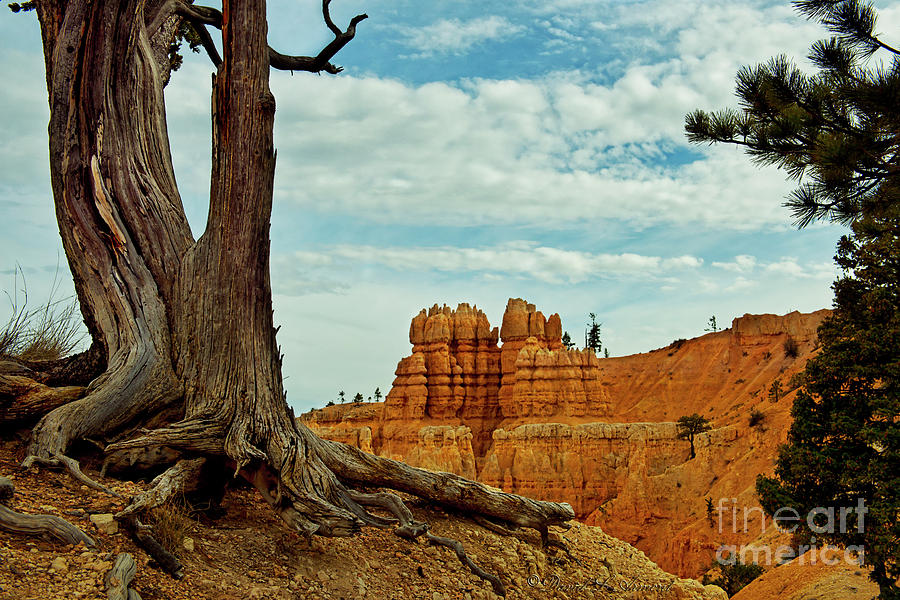 Hoodoos and Tree at Bryce Canyon Photograph by David Arment