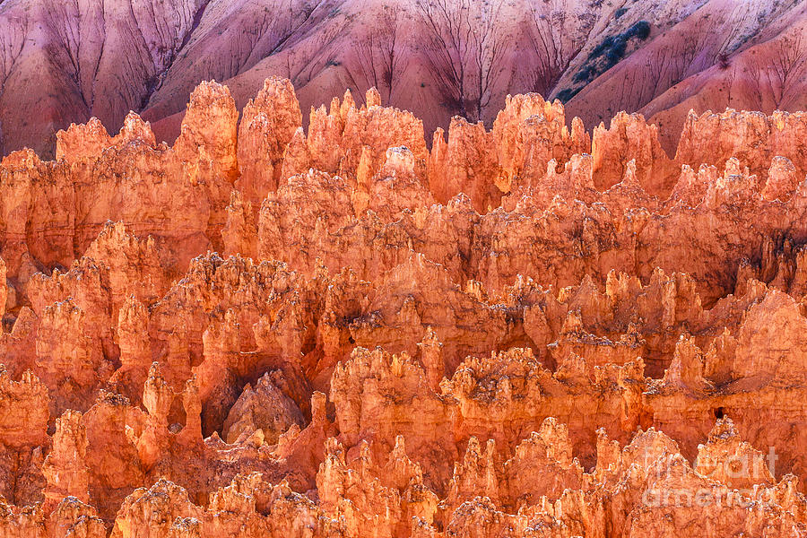 Hoodoos on Fire at Bryce Photograph by Ben Graham