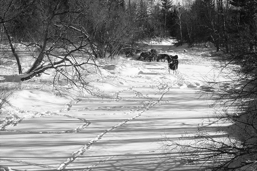 Hoof prints in the snow Photograph by W Jeff Gorecki - Fine Art America