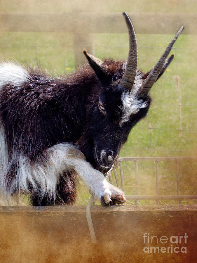 Hoof Shine Goat Digital Art by Linsey Williams