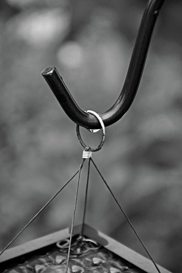 Hook in the Garden bw Photograph by Michiale Schneider