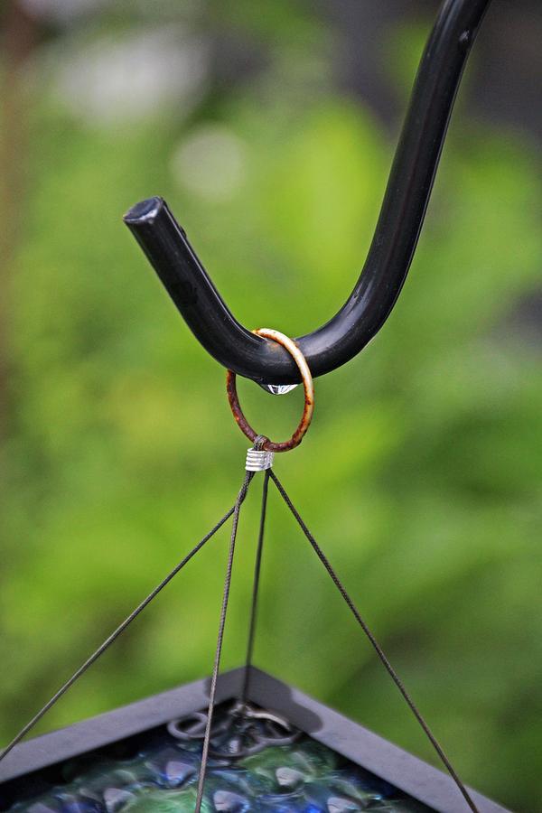 Hook in the Garden Photograph by Michiale Schneider