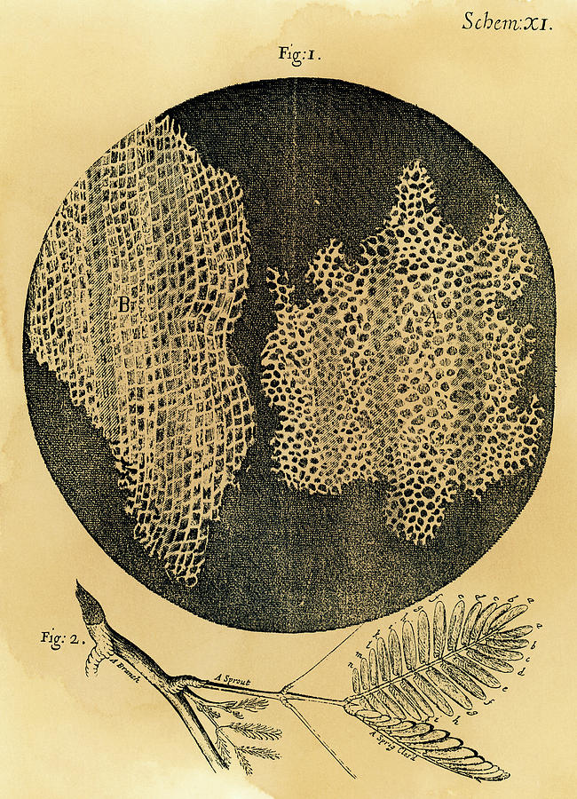 Hooke, Structure Of Cork Drawing by Granger