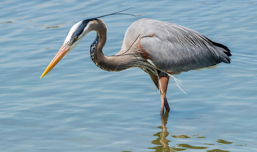Hoopers Island - Great Blue Heron Photograph by Brian Wallace