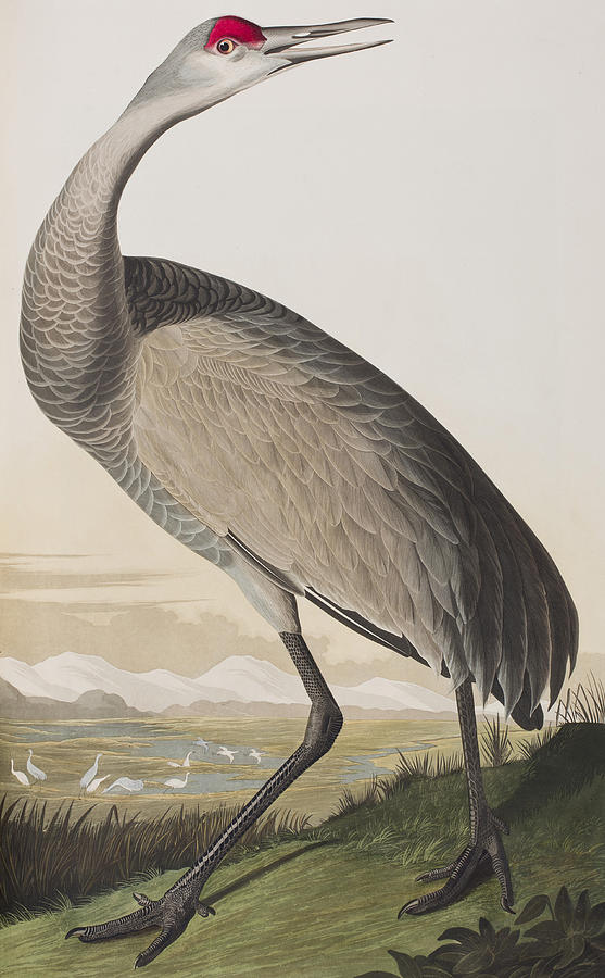 John James Audubon Painting - Hooping Crane by John James Audubon