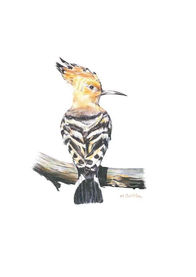 Hoopoe Bird, Upupa Epops Drawing by Marta Gotliba