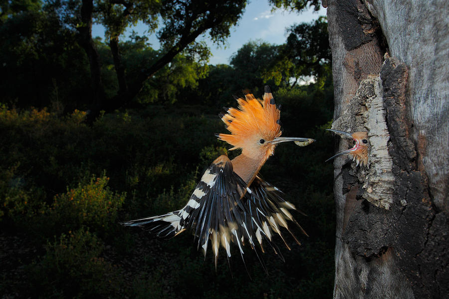 Bird Photograph - Hoopoe In Flight by Andres Miguel Dominguez