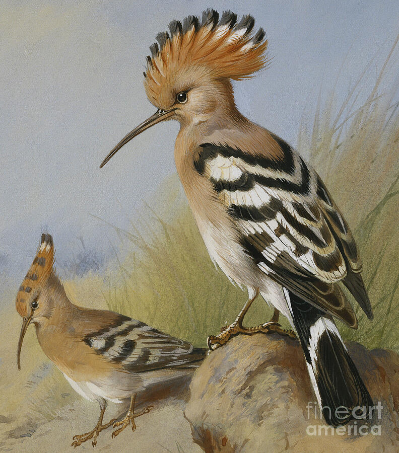 Hoopoes, 1924 by Archibald Thorburn Painting by Archibald Thorburn