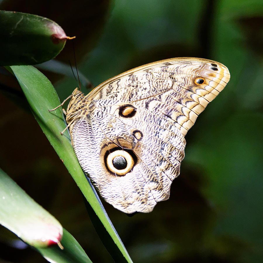 Hoos There? - Owl Butterfly at California Academy of Sciences, San Francisco Photograph by Darin Volpe