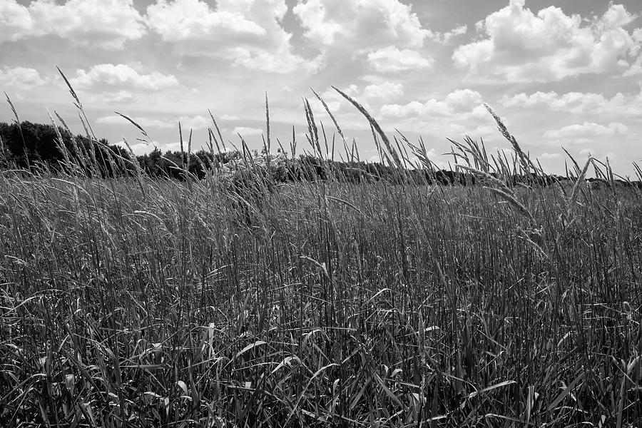 Hoosier Grasslands Photograph by Scott Kingery