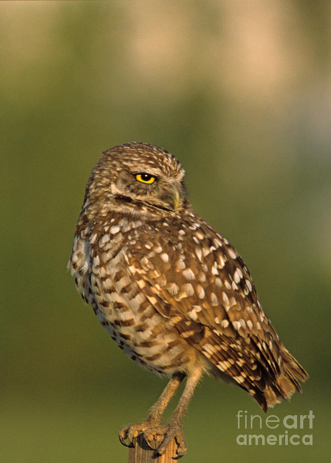 Hoot a burrowing owl portrait Photograph by John Harmon