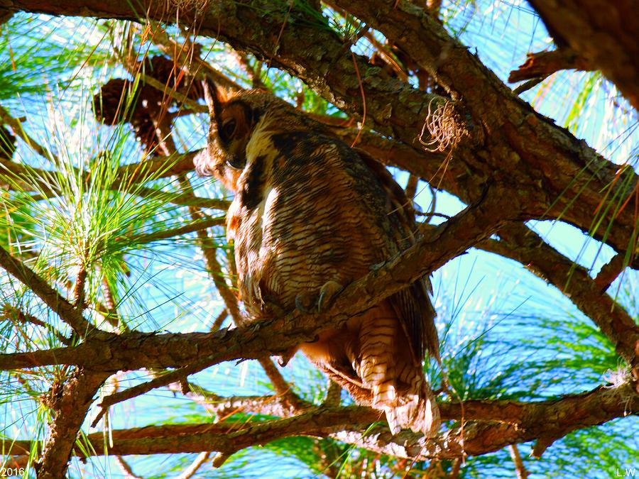 Hoot Do I See Down There Photograph by Lisa Wooten