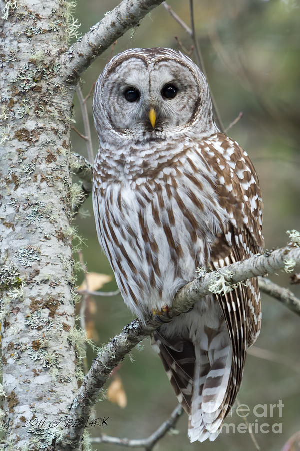 Owl Photograph - Hoot Hoot Hoot are You by Beve Brown-Clark Photography