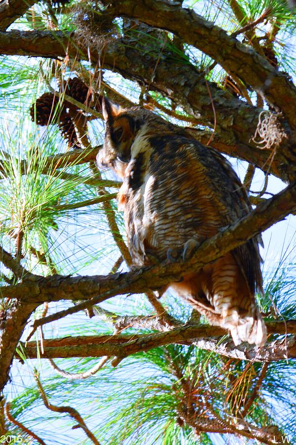 Hoot Is Down There? Photograph by Lisa Wooten