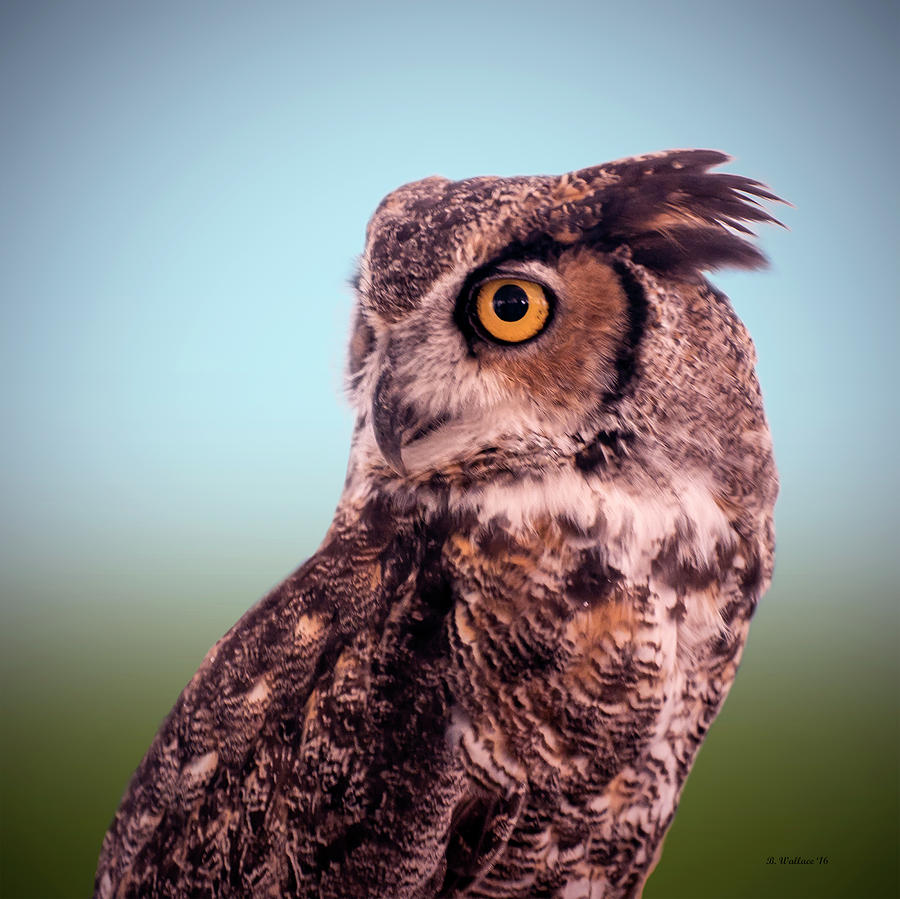 Hoot Owl - Great Horned Owl Photograph by Brian Wallace