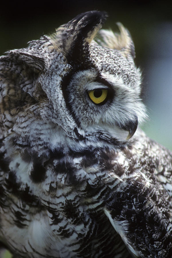 Hoot Owl in Barn Photograph by Carl Purcell - Fine Art America